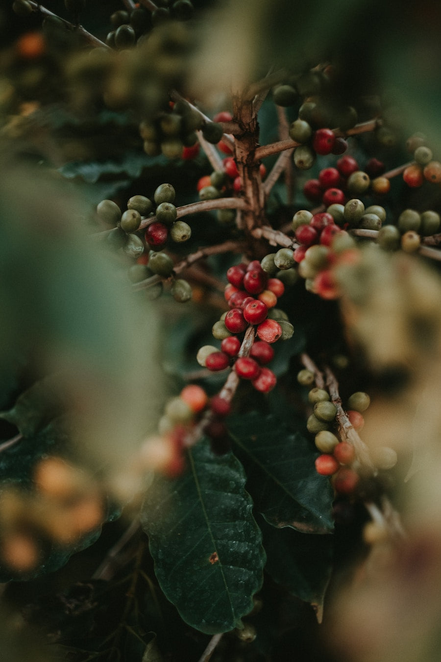 Ripe red coffee cherries on the branch