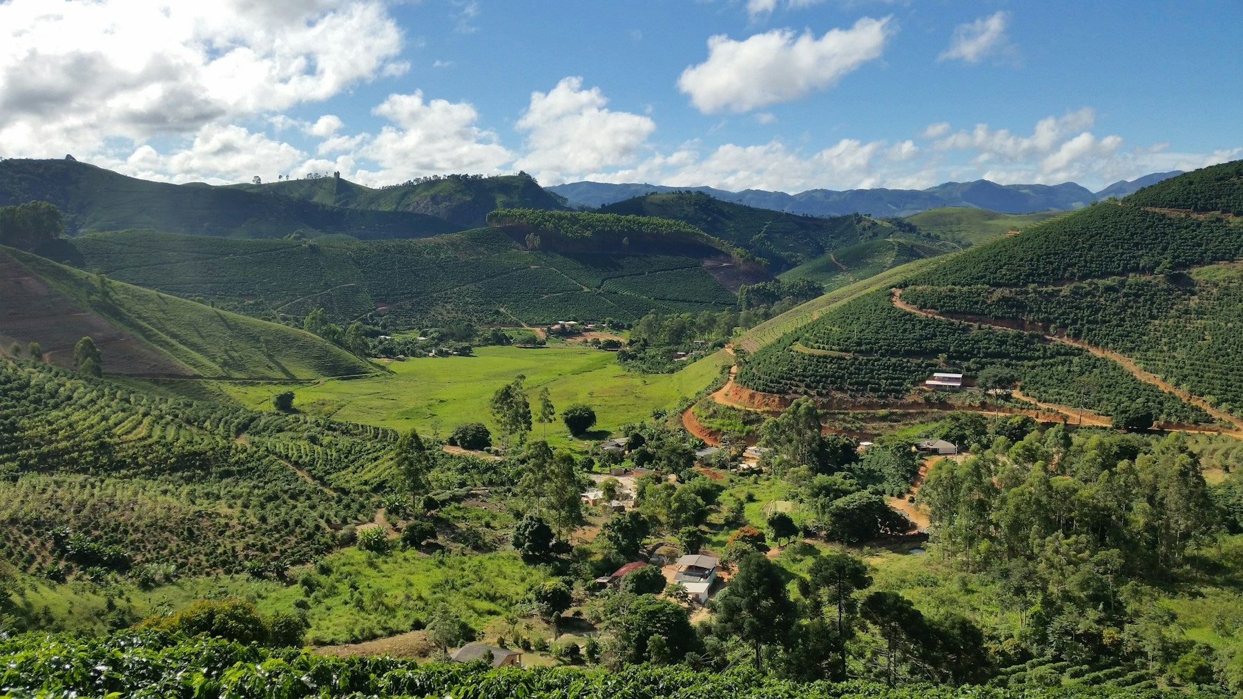 Coffee planted in rows across steep hillsides, with mountains behind